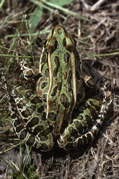 Northern leopard frog (Lithobates pipiens). Credit: Jack Ray